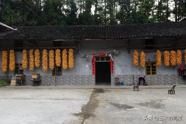 家里放什么东西蛇不敢来(蛇怕什么气味不进屋)