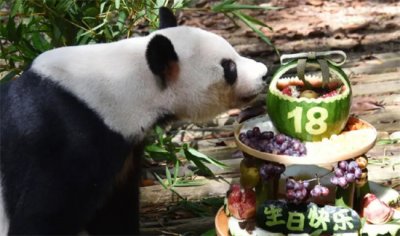 ​大熊猫丫丫和乐乐遗体将一起回国 乐乐是怎么去世的？