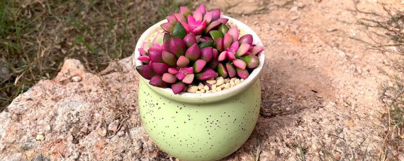 吹雪之松锦的养殖方法和注意事项(图1)