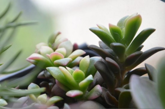 吹雪之松锦的养殖方法和注意事项(图4)