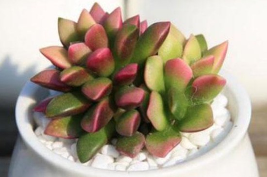 吹雪之松锦的养殖方法和注意事项(图2)