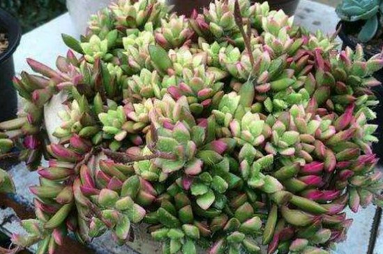 吹雪之松锦的养殖方法和注意事项(图3)