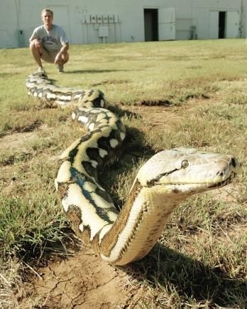 实拍世界上最大的巨蟒！