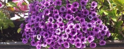 ​舞春花的养殖方法和注意事项（舞春花的养护方法）