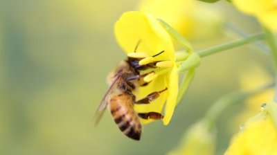 ​蜜蜂的习性是什么