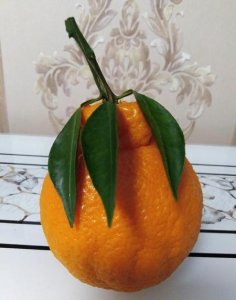 ​胖丫赵丹怎么入狱(胖丫赵丹与杨树林离婚了吗)