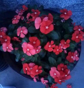 ​长春花花语是什么（长春花花语介绍）