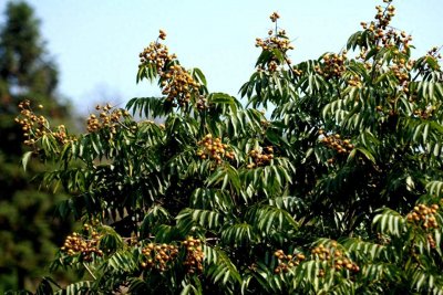 ​菩提树与无患子