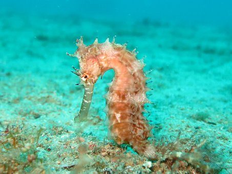 seahorse-1538013__340.jpg