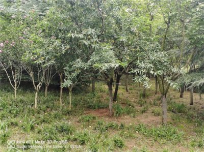 ​桃树秋季的修剪方法