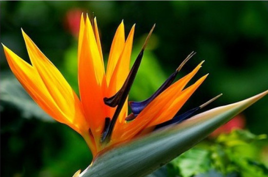 天堂鸟的寓意及花语(图3)