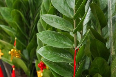 ​金钱树浇水的正确方法，多久浇一次水