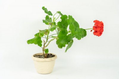 ​天竺葵适合放室内养吗