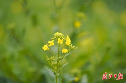 油菜花什么季节开花?油菜花什么季节开什么时候成熟-第1张图片-
