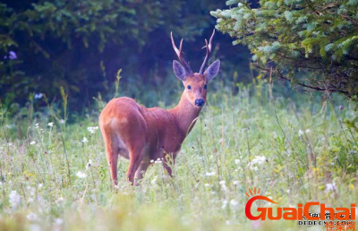 ​狍子是什么？狍子的生活习性是什么？