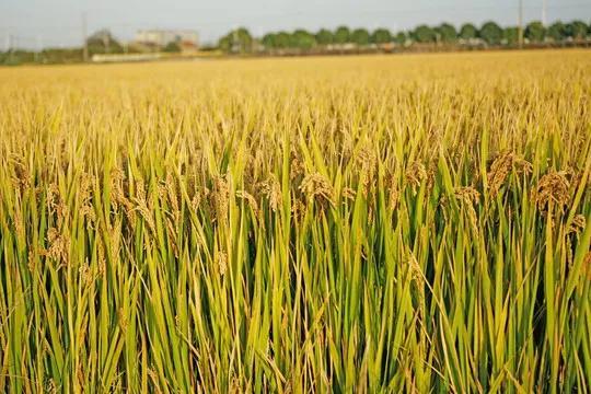 水稻和小麦哪个种植范围广-（小麦和水稻哪个播种范围广）