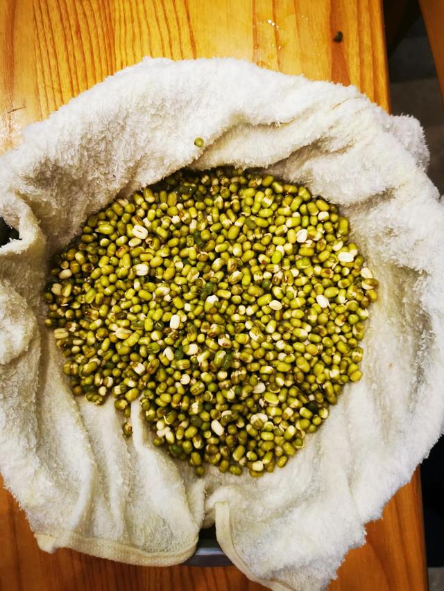 绿豆发芽的过程10天图（绿豆成长记）(4)