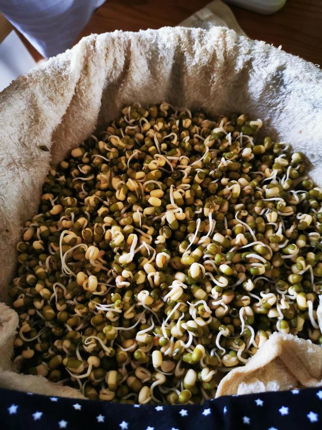 绿豆发芽的过程10天图（绿豆成长记）(6)