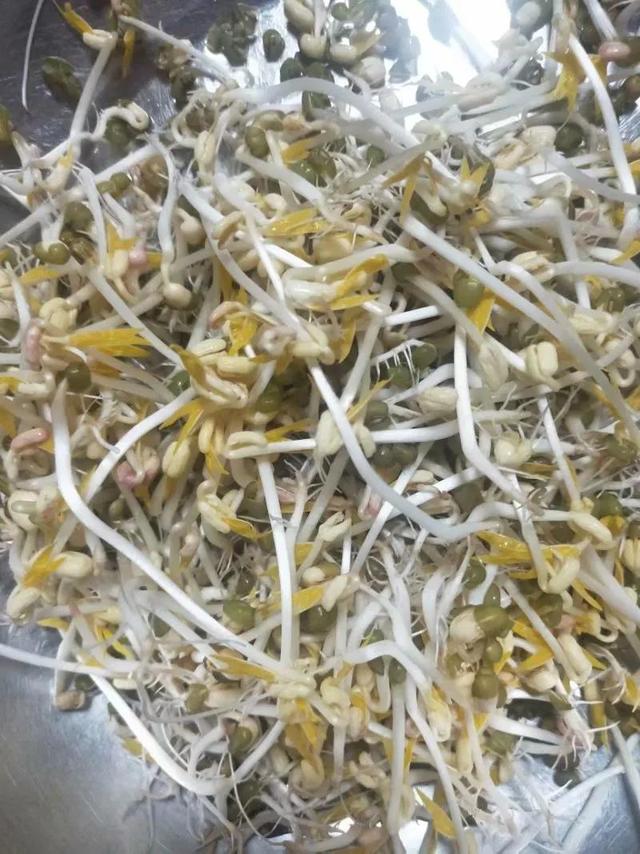 绿豆发芽的过程10天图（绿豆成长记）(8)