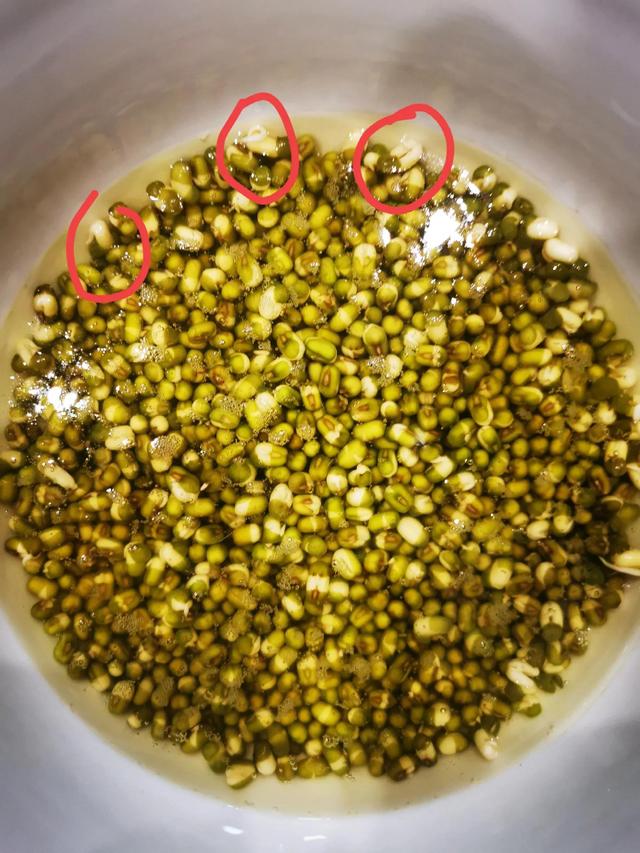 绿豆发芽的过程10天图（绿豆成长记）(2)