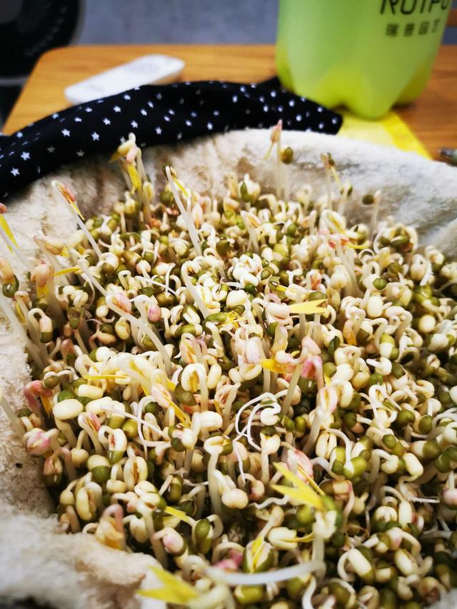 绿豆发芽的过程10天图（绿豆成长记）(7)