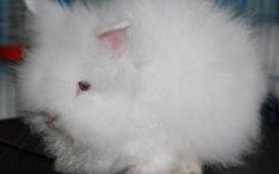 ​洁西伍莉的产地在哪里？