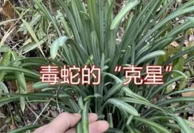 ​蛇最怕什么植物？抓蛇老师傅：蛇就怕3种植物，种在院里蛇绕道走