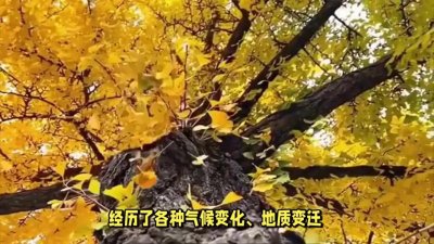 ​银杏背后的美好寓意与象征，快来瞧瞧！