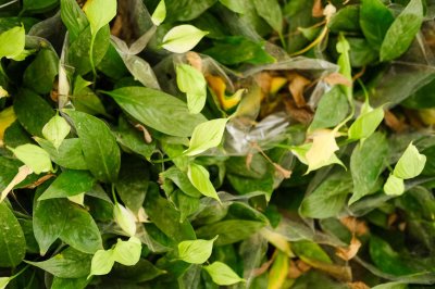 ​一帆风顺可以水养吗，水培放些什么，多少水合适？