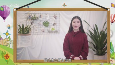 ​猫头鹰是保护动物吗