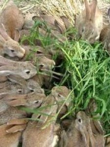 ​野兔吃什么(野兔吃什么菜)