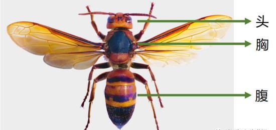 昆虫的主要特征是什么?