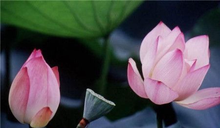 莲花的寓意和象征是什么