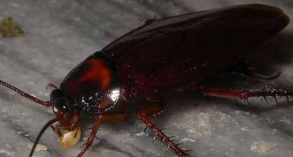 会飞的蟑螂怎么处理,会飞的小蟑螂怎么来灭图4