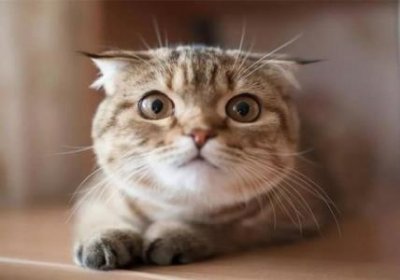 ​如何给流浪幼猫洗澡？第一时间排泄和保温才能降低致死率