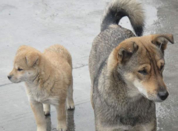 狗翻肠子什么症状如何调理（狗翻肠原来是得细小的意思）(8)