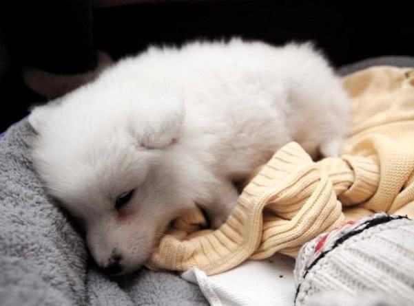 狗翻肠子什么症状如何调理（狗翻肠原来是得细小的意思）(3)