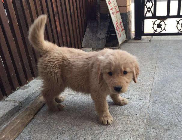 狗翻肠子什么症状如何调理（狗翻肠原来是得细小的意思）(1)