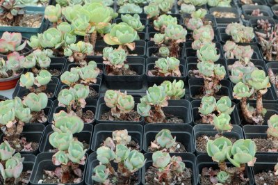 ​最好养的多肉，给你找齐了，再养死就不关我事了！