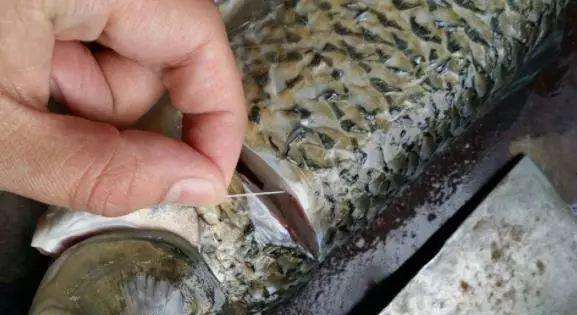 鱼辨别味道的方法,动物都有哪些辨味方法呢图8