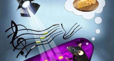 ​鱼辨别味道的方法,动物都有哪些辨味方法呢