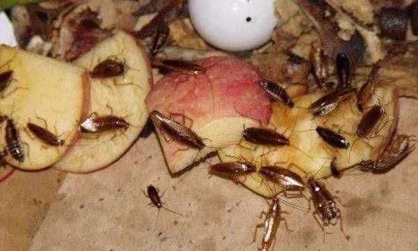 海蟑螂怎么吃,海蟑螂有什么药用价值图3