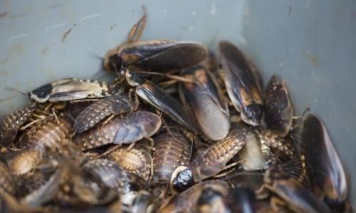 海蟑螂怎么吃,海蟑螂有什么药用价值图2