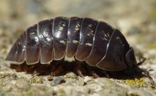 海蟑螂可以做海钓鱼饵吗