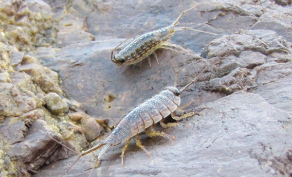 海蟑螂怎么吃,海蟑螂有什么药用价值图4