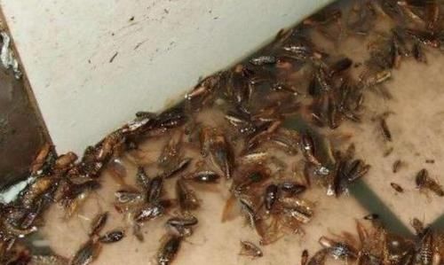 海蟑螂怎么吃,海蟑螂有什么药用价值图1