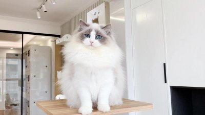 ​布偶猫品种介绍与图解（养布偶猫之前必须了解其优缺点）