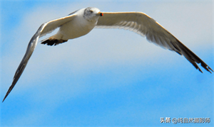 海鸥属于鸟类吗(海鸥是不是候鸟)