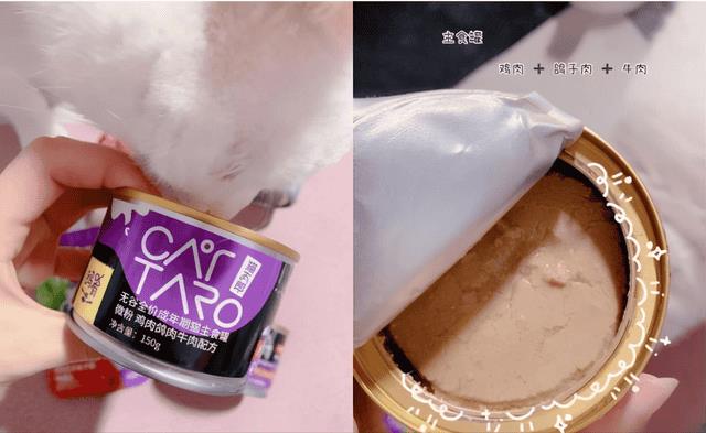 猫三岁等于人年龄多少岁（猫三岁相当于人多少岁）