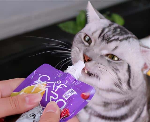 猫三岁等于人年龄多少岁（猫三岁相当于人多少岁）